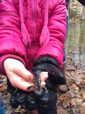 image of child holding a salamander