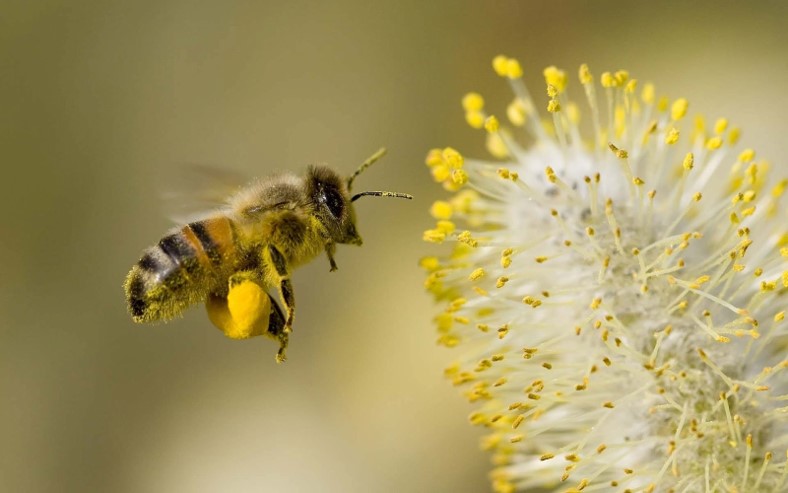 honeybee with pollen